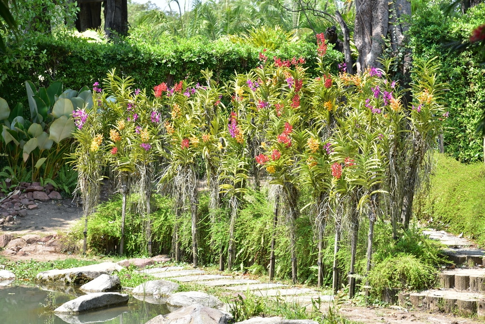 สวนกับพืชพันธุ์ราชบุรีและบ่อสำหรับผู้ที่ต้องการ เที่ยวราชบุรี