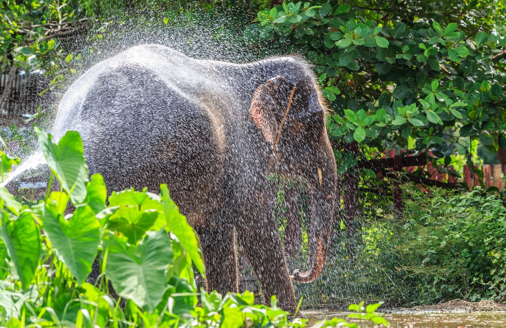 ช้างพ่นน้ำที่ ที่เที่ยวราชบุรี แหล่งท่องเที่ยวเที่ยวราชบุรี