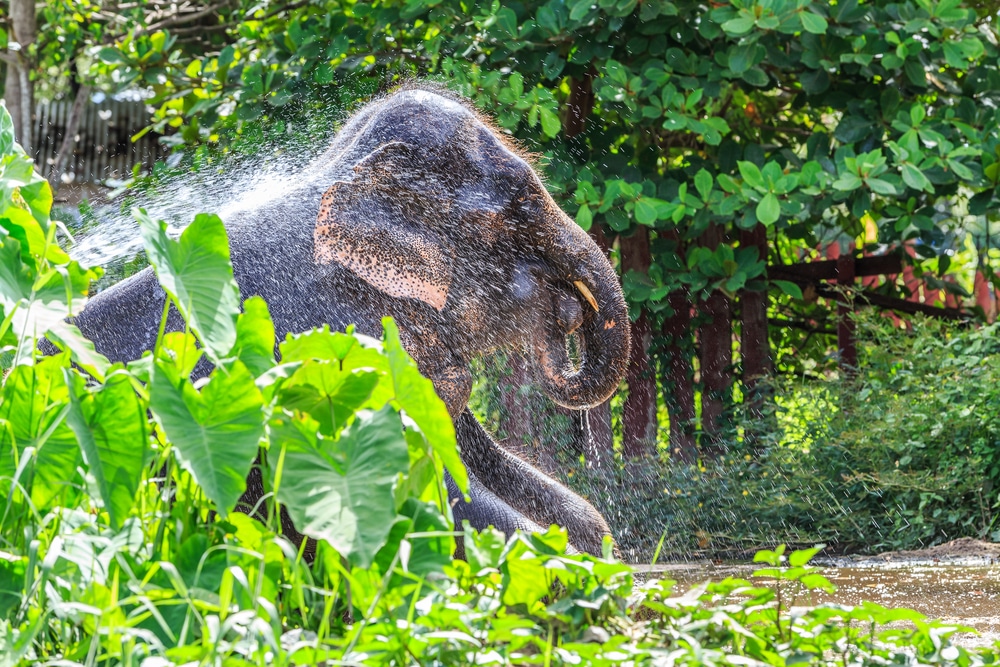 ช้างพ่นน้ำบนทุ่งหญ้าเขียวขจีที่เที่ยวราชบุรีแหล่งท่องเที่ยว ที่เที่ยวราชบุรี ยอดนิยมของไทย
