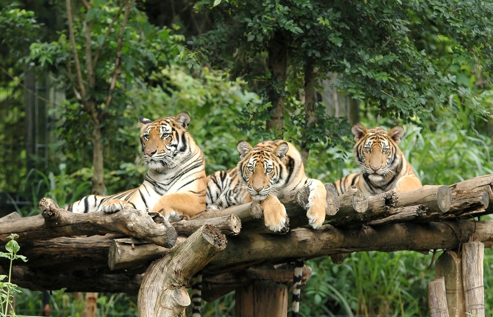 เสือสามตัวนอนอยู่บนขอนไม้ในสวนสัตว์ ที่เที่ยวตัวเมืองเชียงใหม่