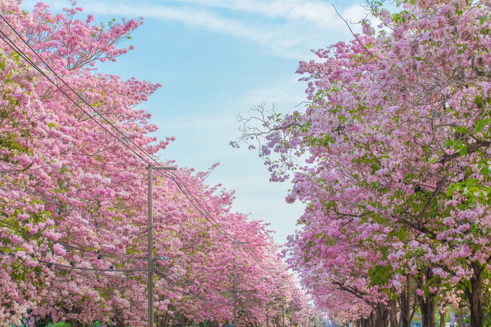 ถนนที่เรียงรายไปด้วยต้นไม้ที่ออกดอกสีชมพู เที่ยวนครปฐม