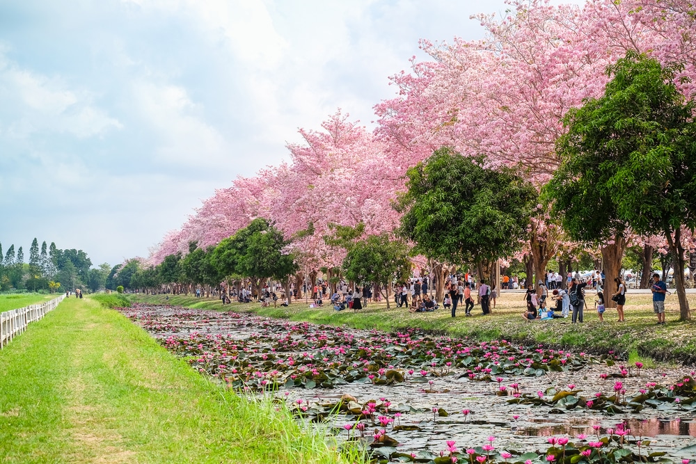ผู้คนกำลังเดินไปตามสระน้ำที่มีดอกไม้สีชมพู เที่ยวนครปฐม