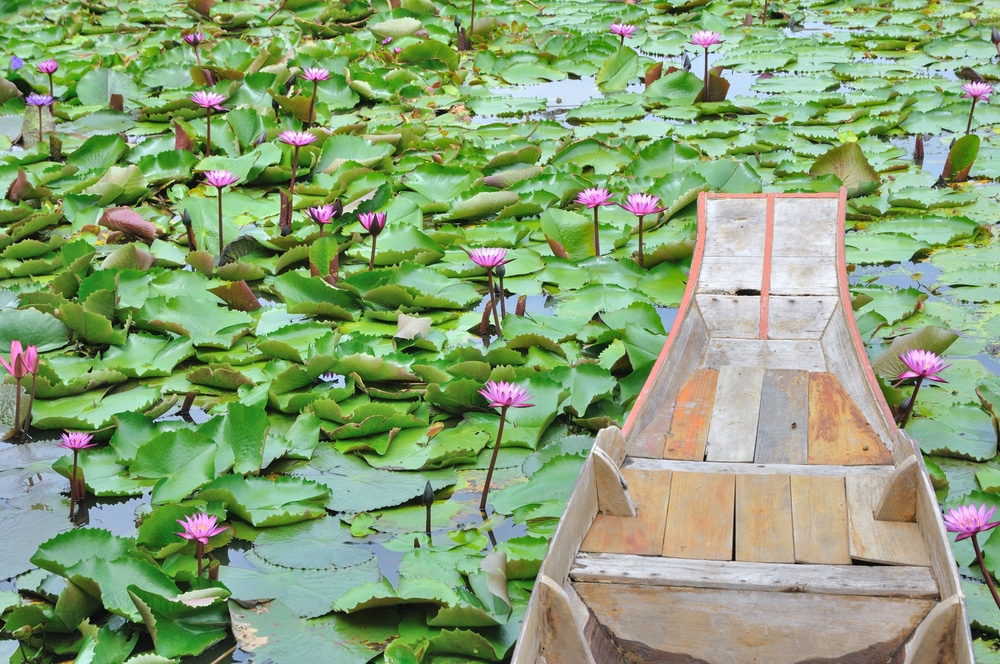 เรือไม้ในสระน้ำที่เต็มไปด้วยดอกบัว ตั้งอยู่ที่ นครนายก แหล่งท่องเที่ยวยอดนิยมทางภาคกลางของประเทศไทย สถานที่ท่องเที่ยวในภาคกลาง