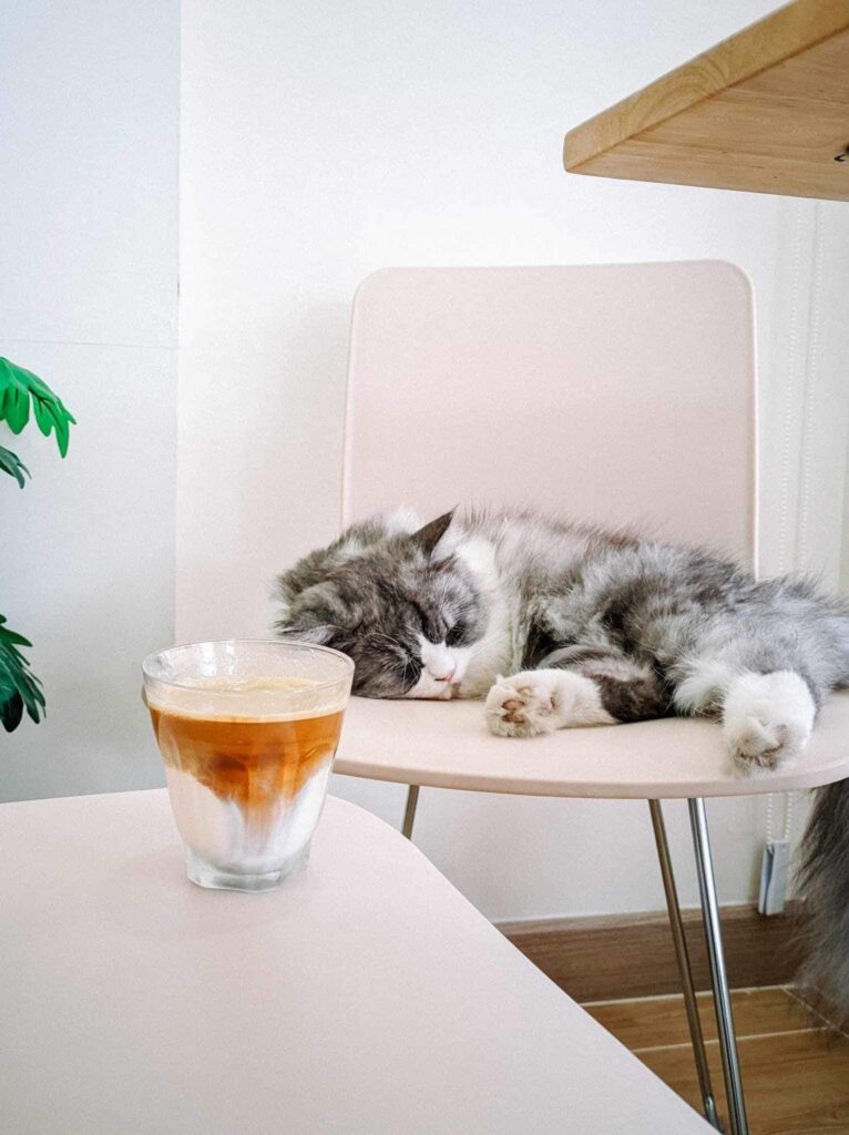 แมวนอนบนเก้าอี้ข้างถ้วยกาแฟที่น้ำตกคลองลาน น้ำตกคลองลานที่พัก