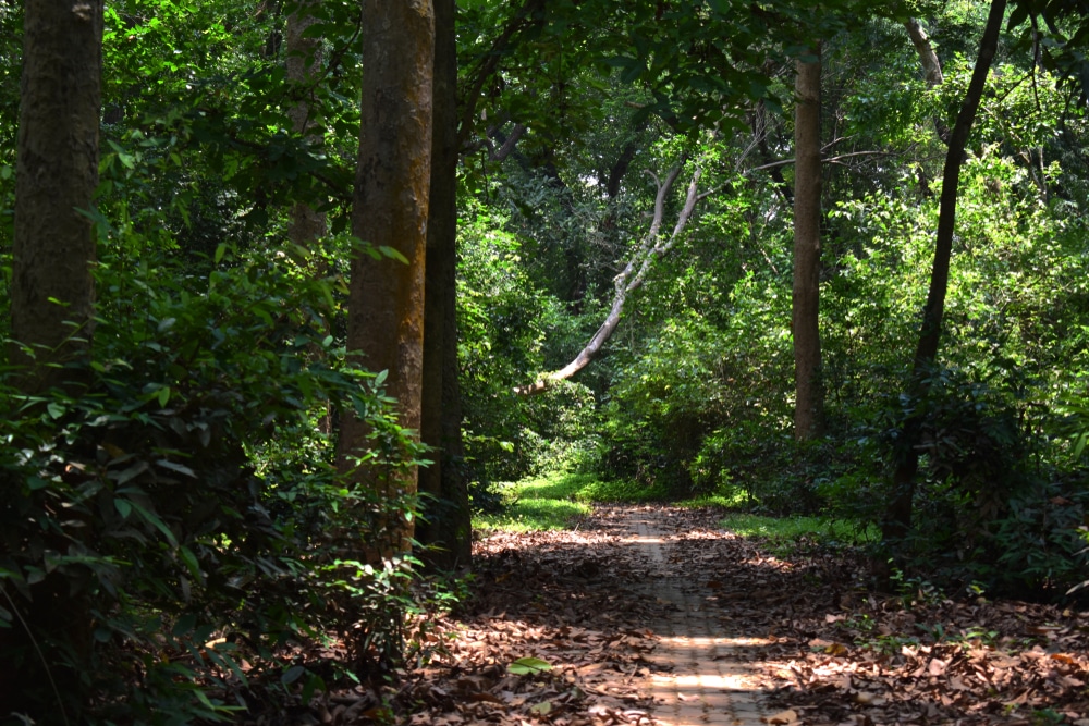 เส้นทางผ่านป่าที่เต็มไปด้วยใบไม้และต้นไม้ สถานที่ท่องเที่ยวมหาสารคาม