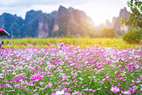ทุ่งดอกไม้สีชมพูสวยงามที่จังหวัดพิษณุโลก ที่เที่ยวพิษณุโลก