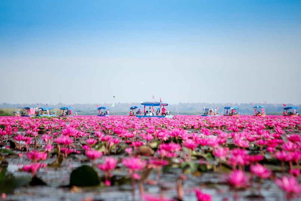 ดอกลิลลี่สีชมพูบานสะพรั่งกว้างใหญ่พาดผ่านทะเลสาบในอุดรธานีที่เที่ยว โดยมีเรือหลายลำอยู่เบื้องหลังภายใต้ท้องฟ้าสีครามสดใส