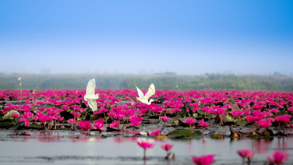 นกสองตัวบินอยู่เหนือดอกบัวสีชมพูในทะเลสาบ ที่เที่ยวอุดร