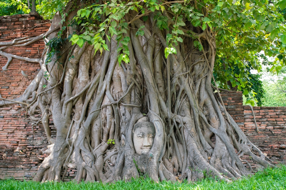 วัดอรุณในอยุธยา ประเทศไทยมีต้นไม้ที่สวยงามพร้อมเศียรพระพุทธรูป วัดไชยวัฒนาราม