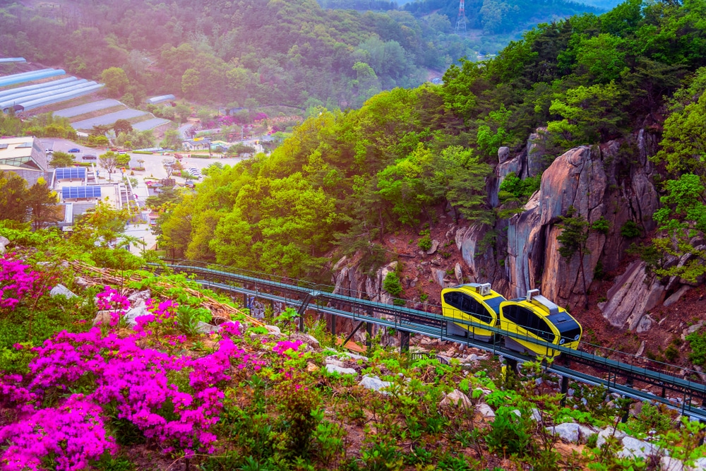 รถไฟสีเหลืองเดินทางผ่านป่าที่มีดอกไม้สีชมพูในส ที่เที่ยวเกาหลี ถานที่ท่องเที่ยวยอดนิยมในเกาหลีใต้