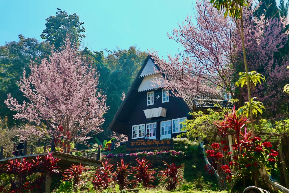 บ้านบนภูเขาที่ยืนต้นล้อมรอบด้วยต้นไม้และดอกไม้ ดอยเสมอดาว