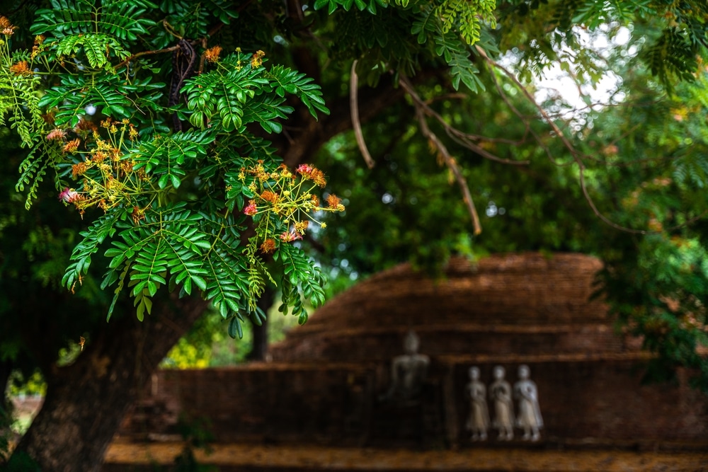 วัดพระพุทธชินราช ที่มีใบไม้เขียวขจีมากมายอยู่ข้างหน้า 