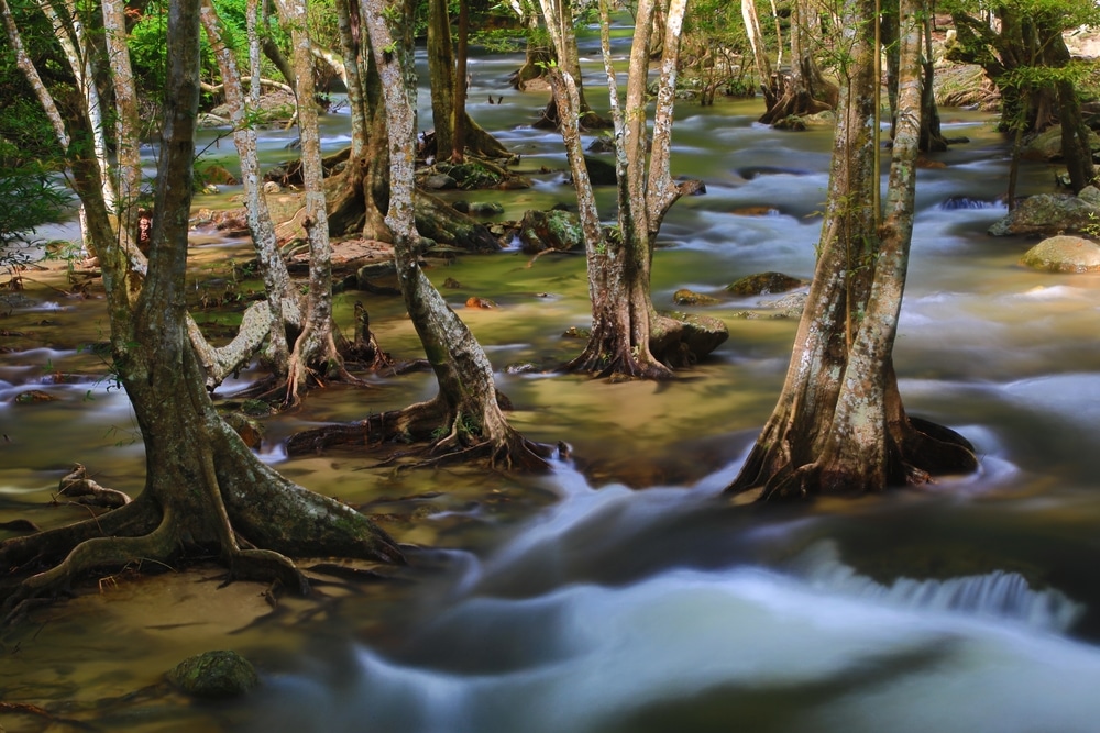 แม่น้ำที่เงียบสงบคดเคี้ยวผ่านป่าเขียวชอุ่ม น้ำตกคลองลาน