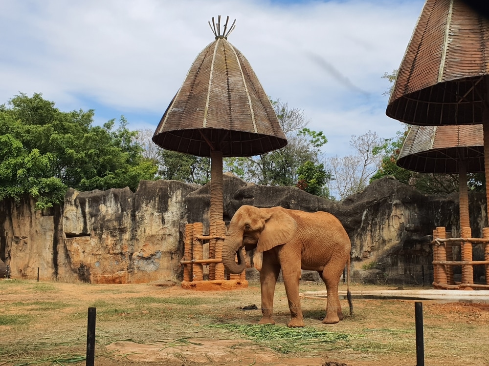 สวนสวันโคราช ที่มีช้างกำลังยืนอยู่ สถานที่ท่องเที่ยวโคราช