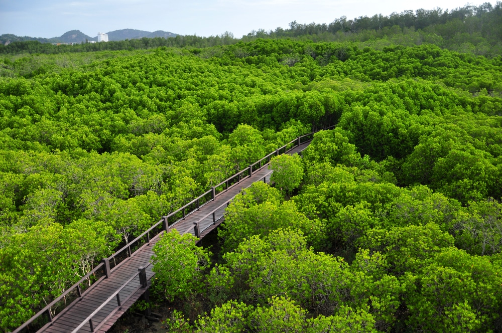 สะพานเดินท่ามกลางธรรมชาติ ที่มีต้นไม้เต็มไปหมด เที่ยวปราณบุรี
