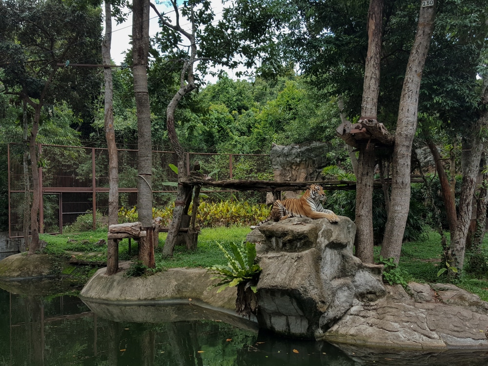 เสือกำลังนั่งอยู่บนก้อนหินในสวนสัตว์ อุบลราชธานีที่เที่ยว