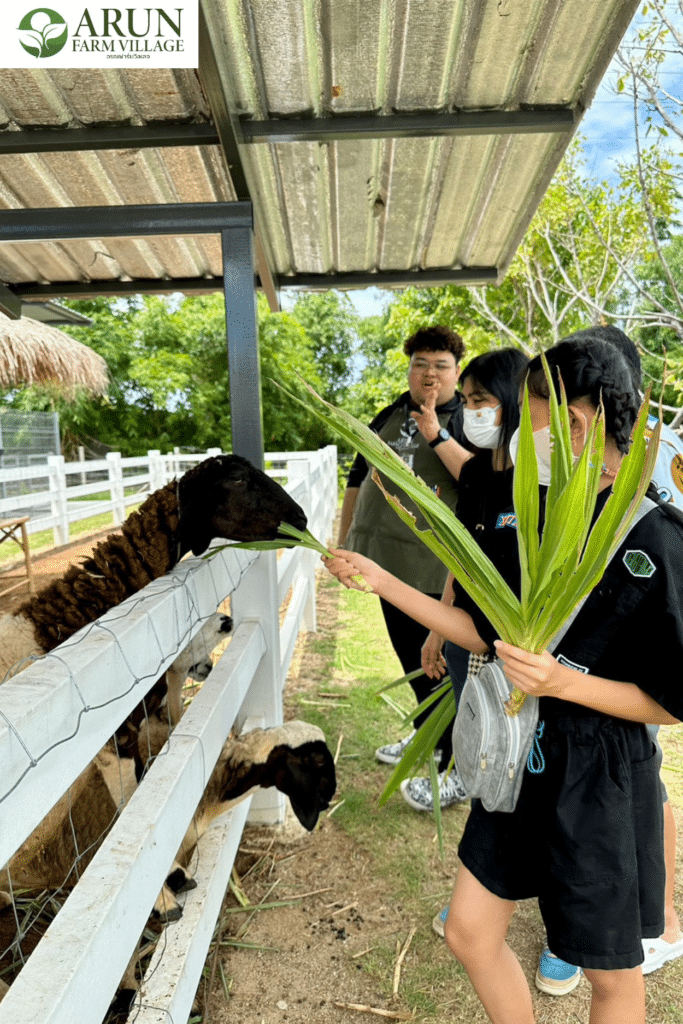 กลุ่มคนให้อาหารแกะที่สวนสัตว์แห่งหนึ่งในอุทยานราชบุรี ที่เที่ยวบางแสน บางแสน