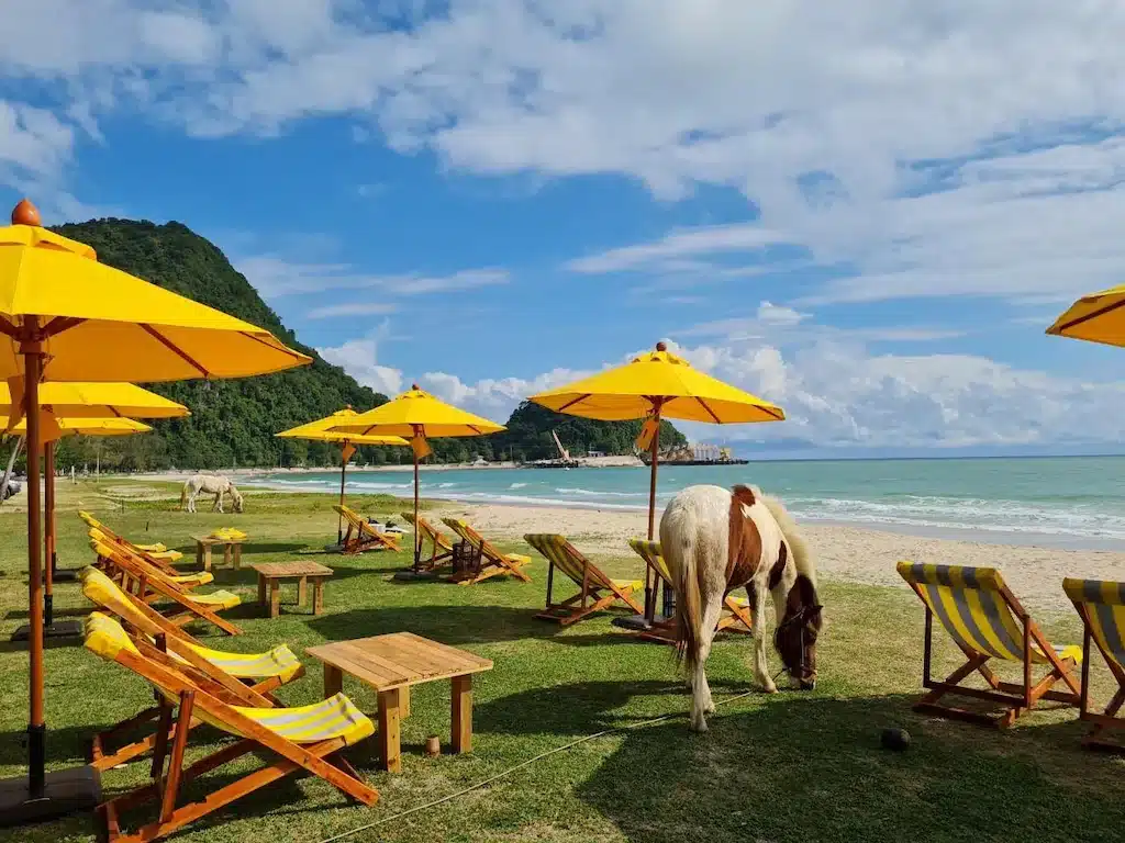 ม้ากินหญ้าใกล้ชายหาดพร้อมร่มสีเหลือง โรงแรมนครศรีธรรมราช