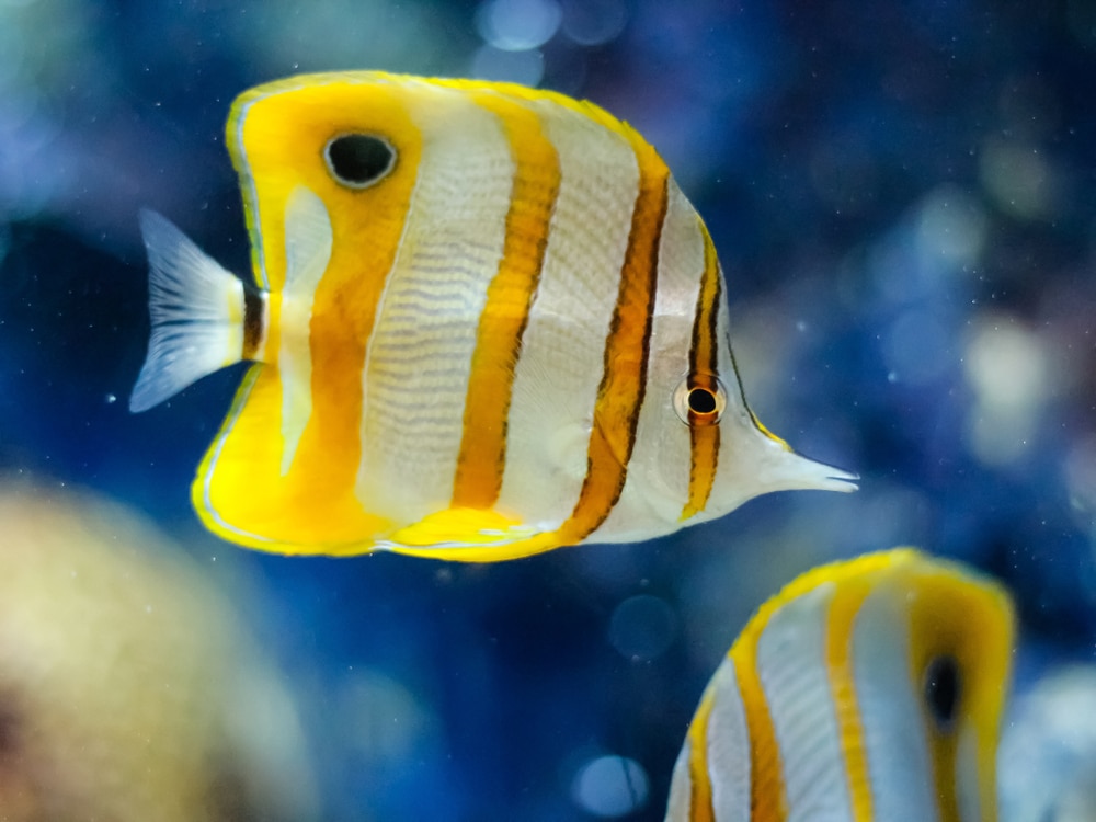 ปลาสองตัวว่ายอยู่ในตู้ปลา ทำให้เกิดสีเหลืองและสีขาวอันมีชีวิตชีวา อควาเรียม