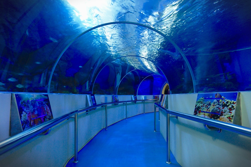 อุโมงค์สีน้ำเงินที่มีปลาว่ายลอดผ่าน คล้ายพิพิธภัณฑ์สัตว์น้ำใต้น้ำ  ประจวบคีรีขันธ์ที่เที่ยว พิพิธภัณฑ์สัตว์น้ำ