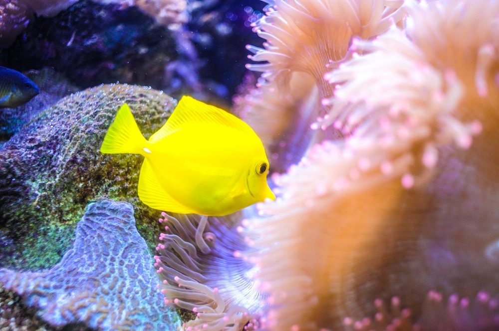 ปลาสีเหลืองว่ายรอบๆ ดอกไม้ทะเลในพิพิธภัณฑ์สัตว์น้ำที่หมู่เกาะแห่งนี้  ประจวบคีรีขันธ์ที่เที่ยว พิพิธภัณฑ์สัตว์น้ำ