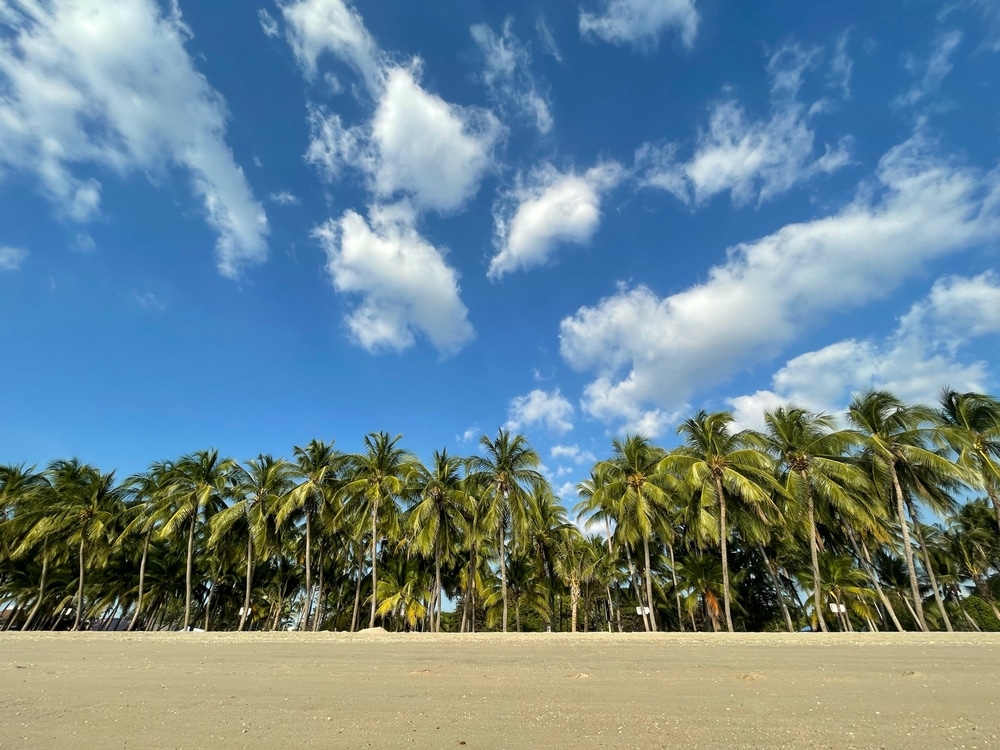 ชายหาด บางแสน ที่มีต้นปาล์มและท้องฟ้าสีคราม