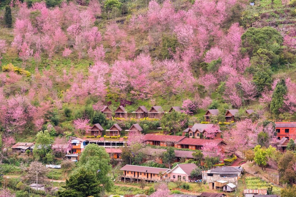 หมู่บ้านแห่งหนึ่งรายล้อมไปด้วยต้นไม้สีชมพูบานสะพรั่ง โดยเฉพาะในดอยอ่างขาง (ดอยอ่างขาง) และอ่างขาง ( อ่างขาง