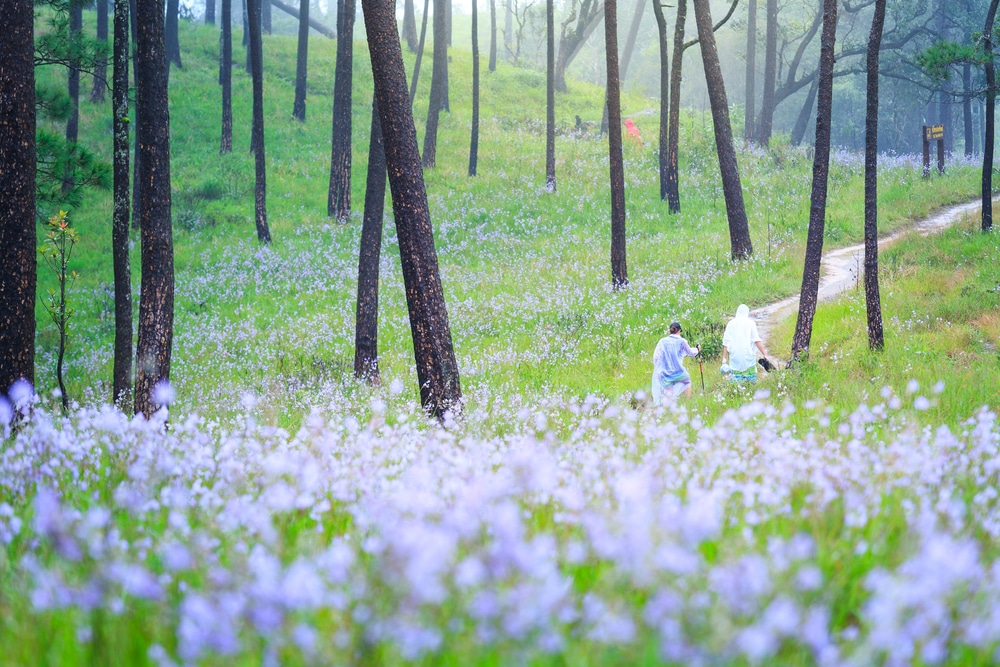 คนสองคนเดินผ่านป่าที่มีดอกไม้สีม่วงท่ามกลางความงามอันน่าหลงใหลของ ภูสอยดาว