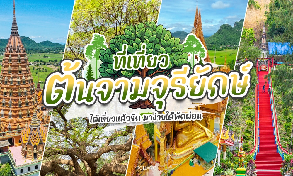 คู่มือการเดินทางประเทศไทย - จามจุรียักษ์, ต้นจามจุรียักษ์, ต้