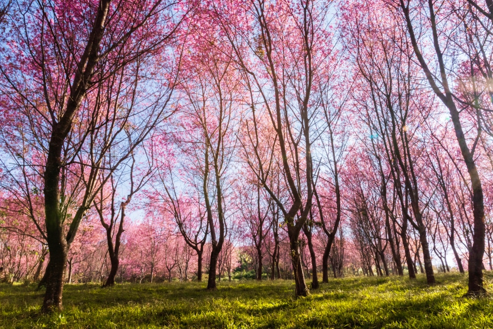 ป่าสีชมพูที่มีต้นไม้บานสะพรั่งและภูลมโล ภูลมโล 