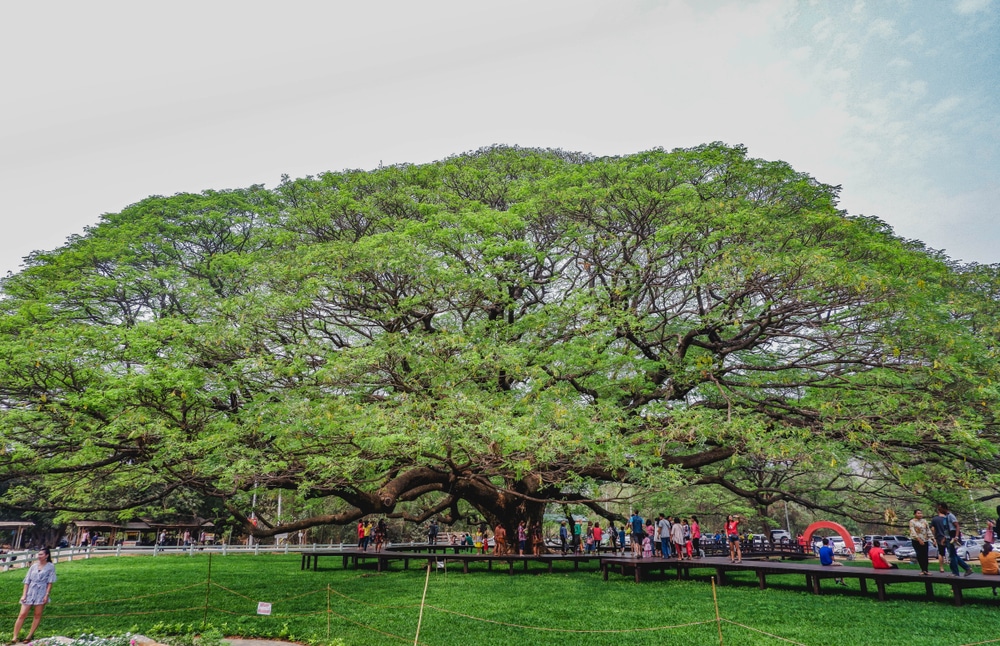 ต้นจามจุรียักษ์ ต้นไม้ใหญ่ในสวนสาธารณะ