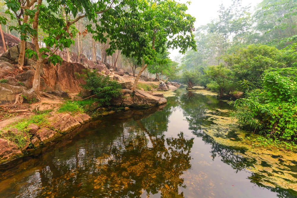 ราชบุรีที่เที่ยว: แม่น้ำที่ล้อมรอบด้วยต้นไม้ในป่าในจังหวัดราชบุรี ประเทศไทย