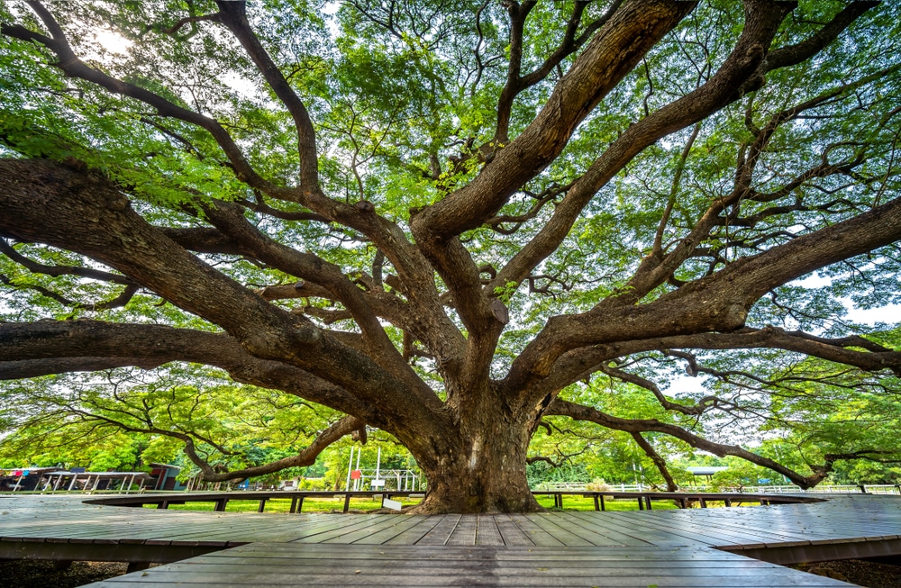 ต้นไม้จามจุรียักษ์ยืนสูงตระหง่านอยู่ใจกลางสวนสาธารณะอันเงียบสงบ ต้นจามจุรียักษ์