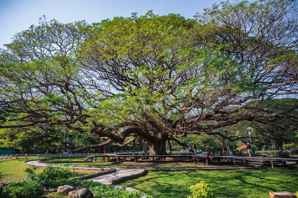 ต้นจามจุรียักษ์ยืนตระหง่านอย่างภาคภูมิใจใจกลางสวนสาธารณะอันเงียบสงบในจังหวัดกาญจนบุรี ต้นจามจุรียักษ์