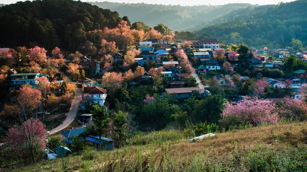 หมู่บ้านภูลมโลที่มีต้นไม้สีชมพูบนเชิงเขา ภูลมโล 