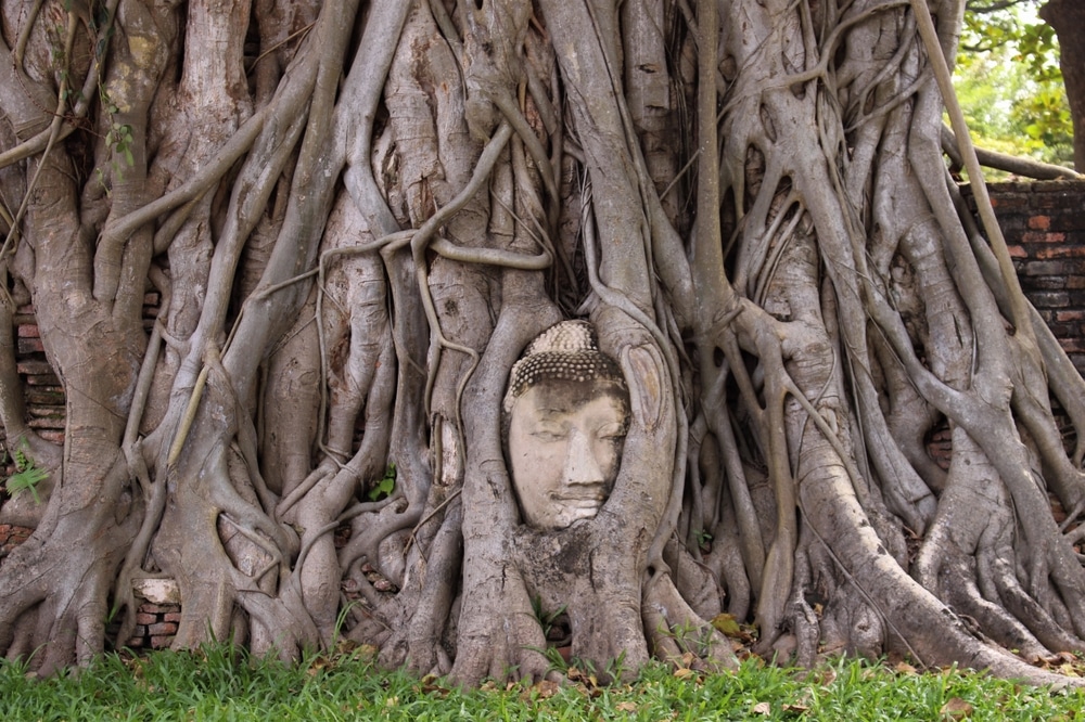 เศียรของพระพุทธเจ้าอยู่ในรากของต้นไม้ ที่เที่ยวอยุธยา