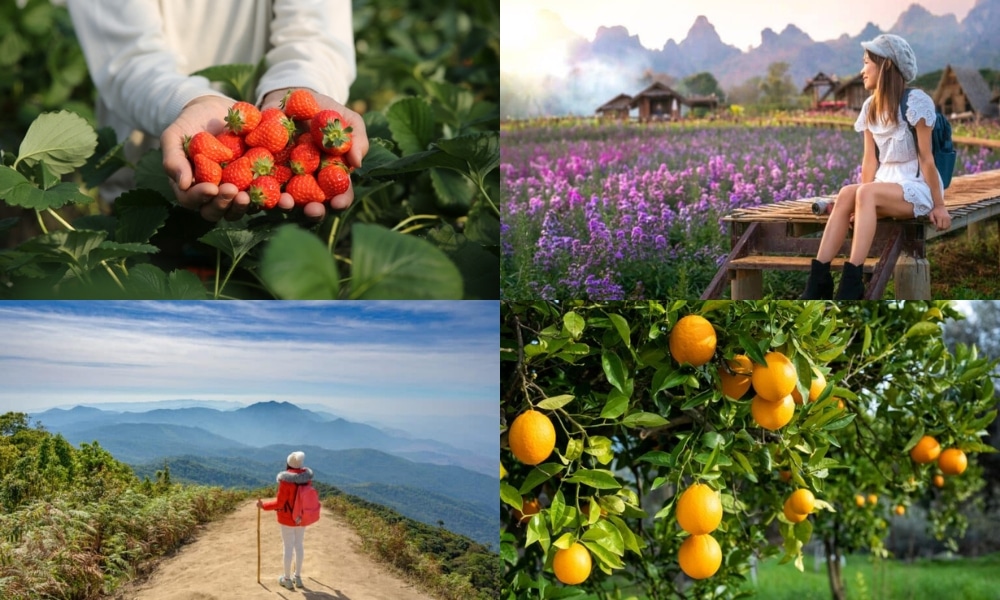ภาพตัดปะแสดงให้เห็นมือที่ถือสตรอเบอร์รี่, คนหนึ่งนั่งอยู่ในทุ่งดอกไม้ที่ม่อนแจ่มที่เที่ยว, นักปีนเขาบนเส้นทางภูเขา, และส้มที่เติบโตอยู่บนต้นไม้.