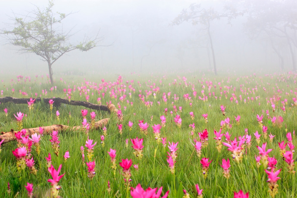 ทุ่งดอกไม้สีชมพูที่รู้จักกันในชื่อทุ่งดอกกระเจียวชัยภูมิถูกปกคลุมไปด้วยหมอกลึกลับ ทุ่งดอกกระเจียว