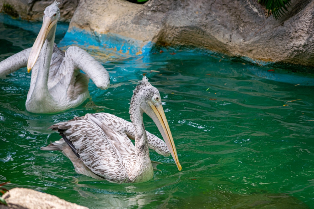 ที่เที่ยวหาดใหญ่ นกกระทุงสองตัวว่ายอยู่ในน้ำใกล้ราชบุรีที่เที่ยว