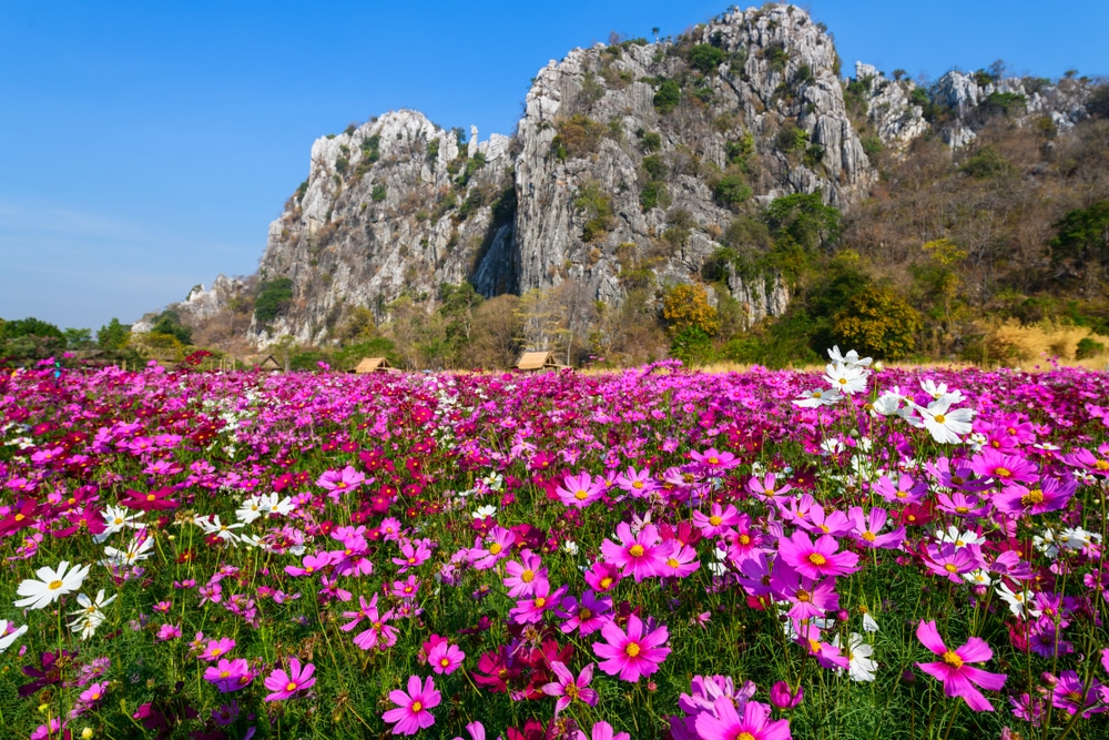 ภูมิทัศน์อันงดงามที่มีทุ่งดอกไม้สีสันสดใสและมีภูเขาสูงตระหง่านเป็นฉากหลัง ที่เที่ยวสระบุรีธรรมชาติ เที่ยวสระบุรี 