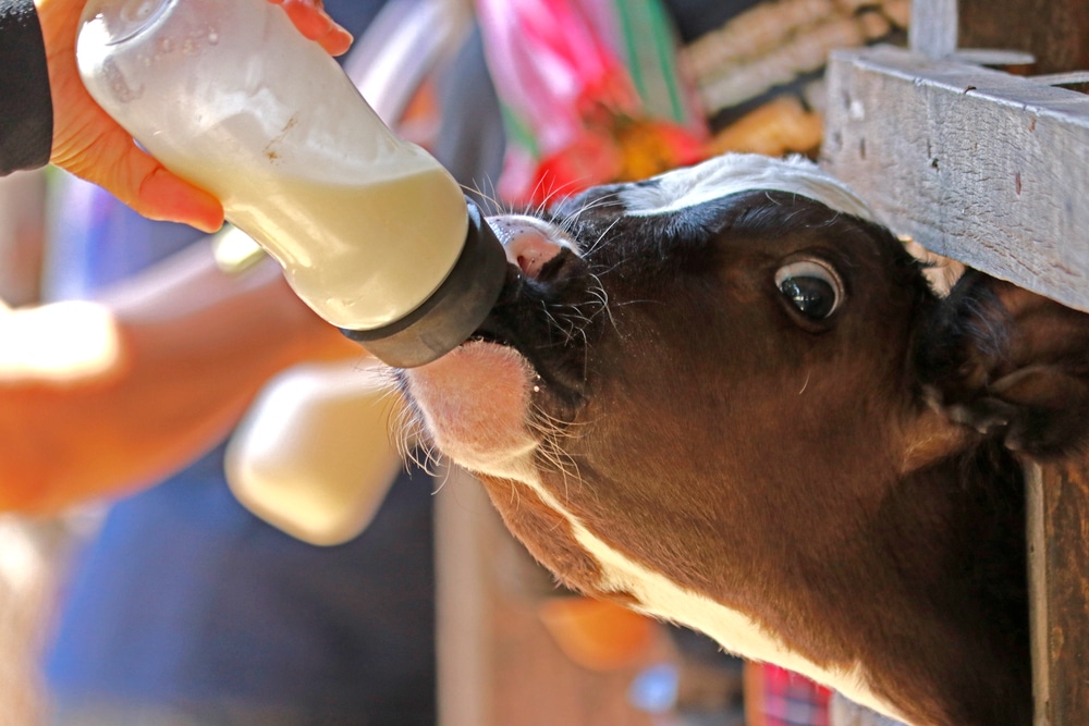 วัวดื่มนมจากขวด ที่เที่ยวสระบุรีธรรมชาติ ที่เที่ยวสระบุรี