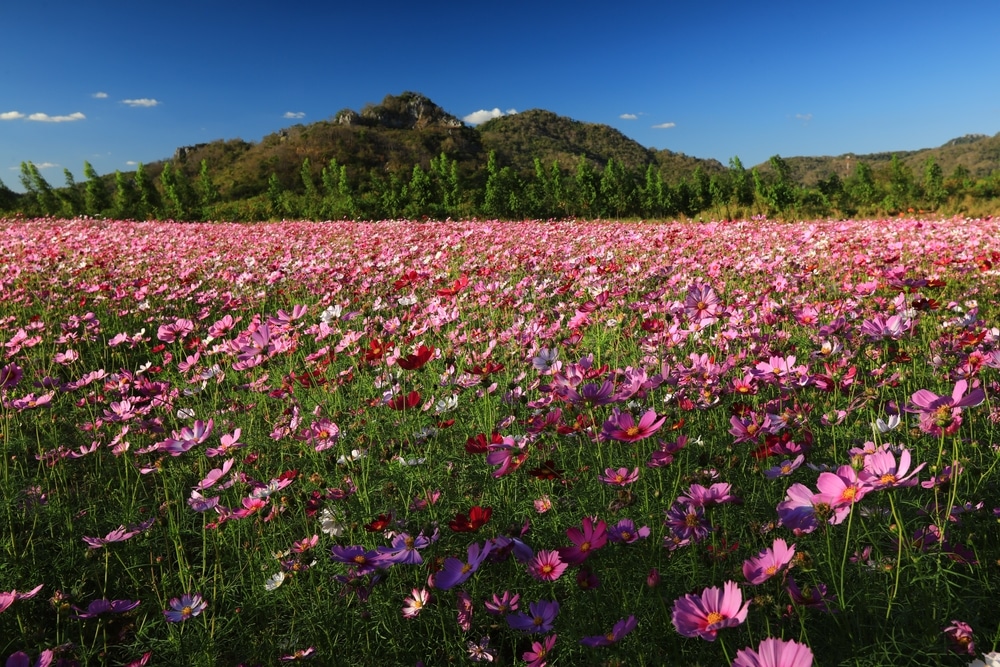 ทุ่งดอกไม้สีชมพูมีภูเขาเป็นฉากหลัง ตั้งอยู่ท่ามกลางความงามตามธรรมชาติของจังหวัดสระบุรี เที่ยวสระบุรี 