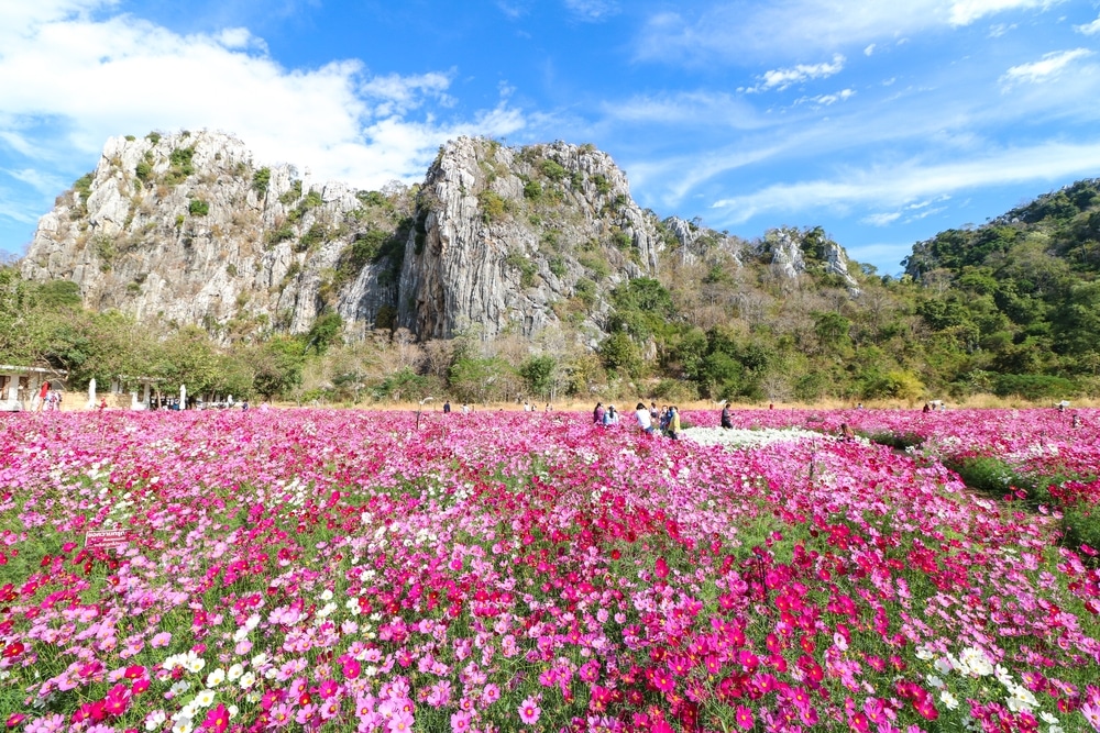 เที่ยวสระบุรี  ทุ่งดอกไม้สีชมพูมีภูเขาเป็นฉากหลัง ตั้งอยู่ในธรรมชาติอันสวยงามของจังหวัดสระบุรี ที่เที่ยวสระบุรีธรรมชาติ