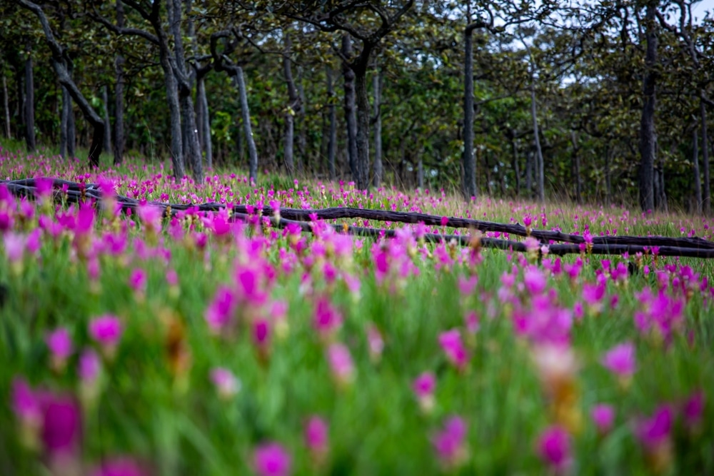 ทุ่งดอกไม้สีชมพูที่เรียกว่า "ทุ่งดอกกระเจียว" กลางพื้นที่ป่า ทุ่งดอกกระเจียวชัยภูมิ
