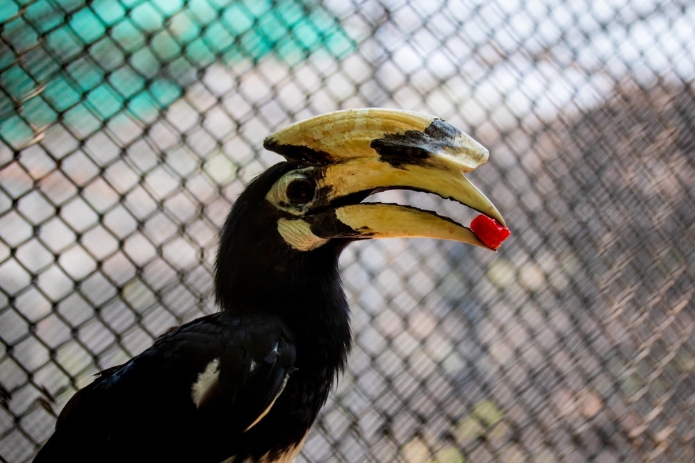 นกเงือกเขาสีดำเหลืองพร้อมลูกเบอร์รี่สีแดงในปาก ทัวร์ ราชบุรีที่เที่ยว, เที่ยว ที่เที่ยวชัยนาท