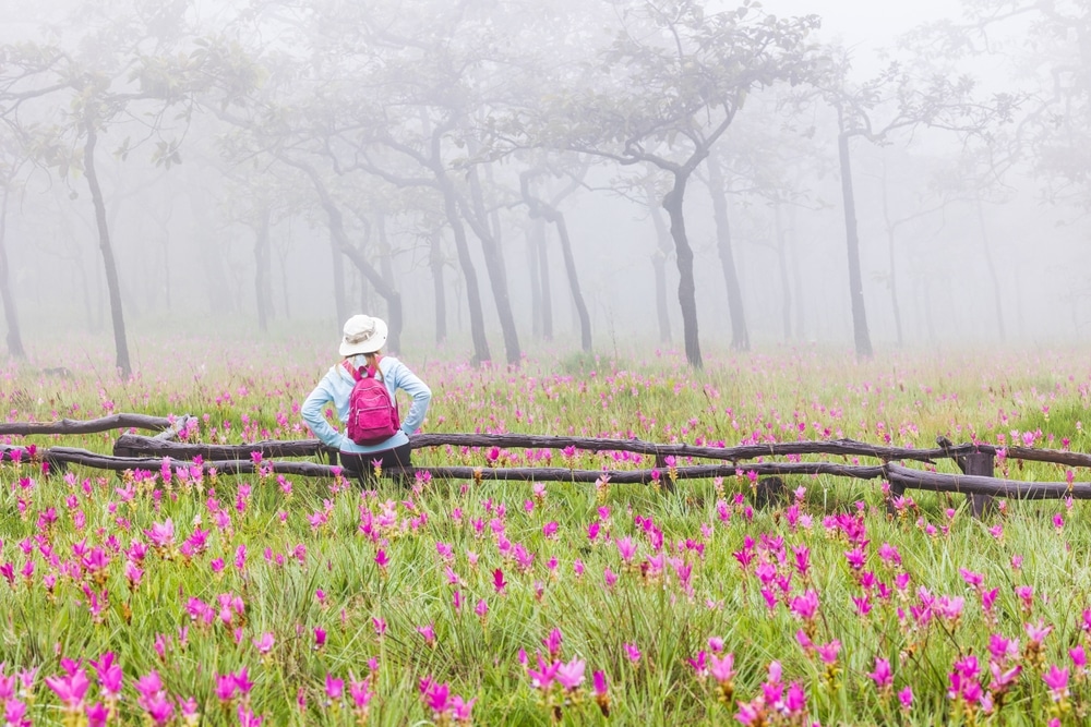 ผู้หญิงคนหนึ่งยืนอยู่ในทุ่งดอกไม้สีชมพูในทุ่งดอกกระเจียว ชัยภูมิ ทุ่งดอกกระเจียว