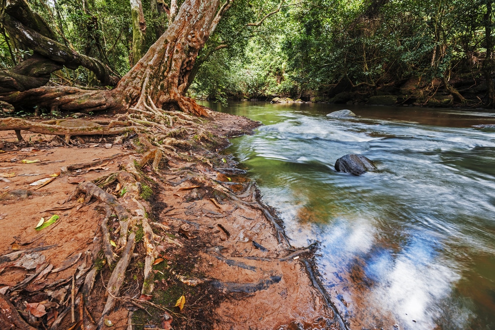 แม่น้ำที่ไหลผ่านป่าโดยมีต้นไม้เป็นฉากหลัง กางเต็นท์ใกล้กรุงเทพ