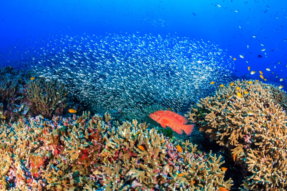 แนวปะการังที่เต็มไปด้วยปลาหลากสีสันและปะการังหลากสีสันในหมู่เกาะสิมิลัน สิมิลัน