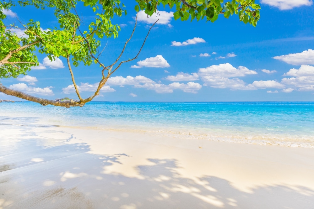 หาดทรายขาวบนสิมิลันที่มีต้นไม้เป็นฉากหลัง เกาะสิมิลัน
