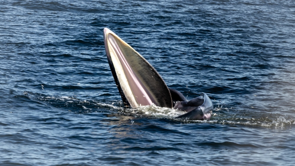 วาฬหลังค่อมที่มีหางโผล่พ้นน้ำบริเวณสะพานแดงที่สมุทรสาคร สะพานแดง